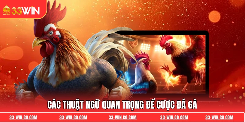 các thuật ngữ quan trọng để cược đá gà