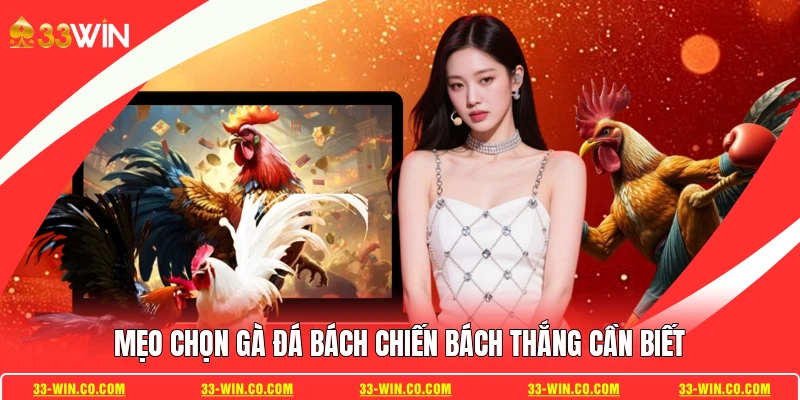 Mẹo chọn gà đá bách chiến bách thắng cần biết