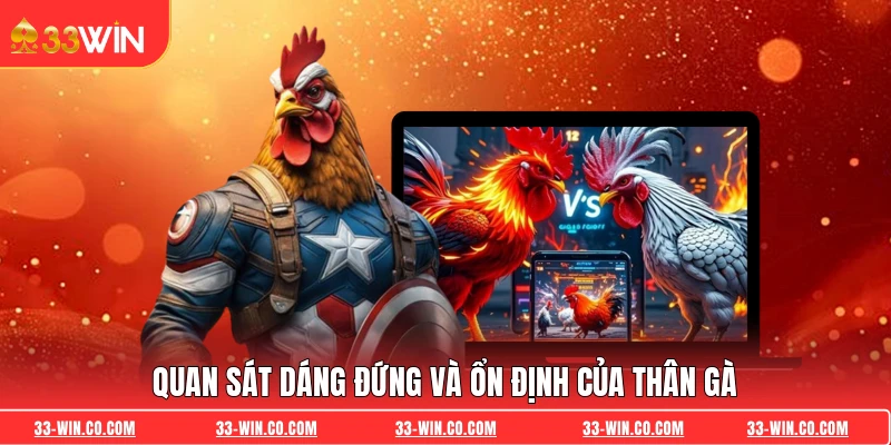 Quan sát dáng đứng và ổn định của thân gà